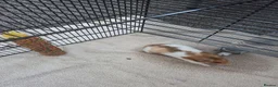 Hamster rodents for sale: Hamster  in Rotherham - Advert 1