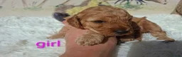 Cockapoo dogs for sale: Cockapoo Puppies PRA Clear! 262 DNA tests clear!KC - Advert 18