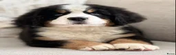 Bernese Mountain Dog dogs for sale: Health Tested Beautiful BMD Puppies in Solihull - Advert 1