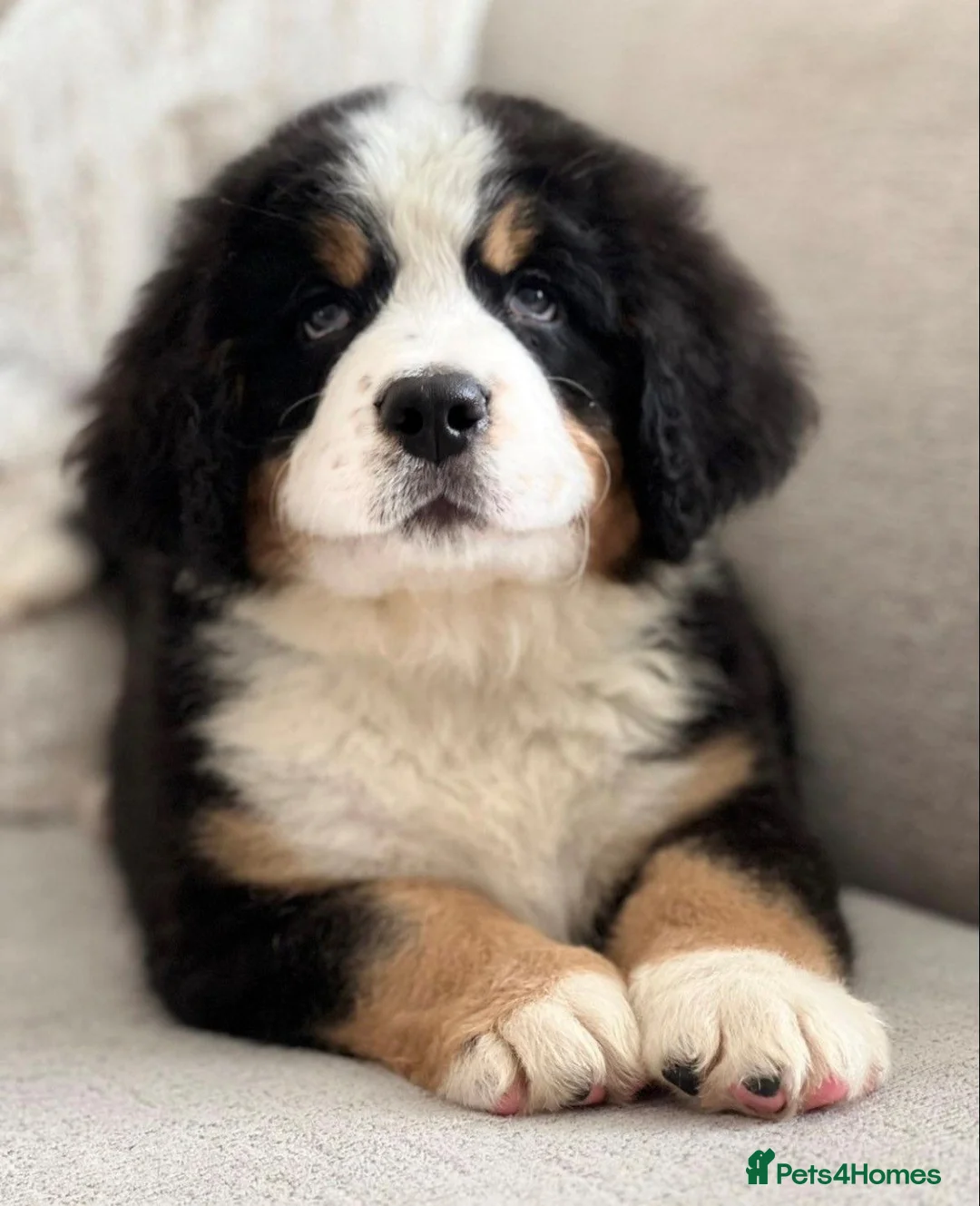 Bernese Mountain Dog dogs for sale: Health Tested Beautiful BMD Puppies in Solihull - Advert 1