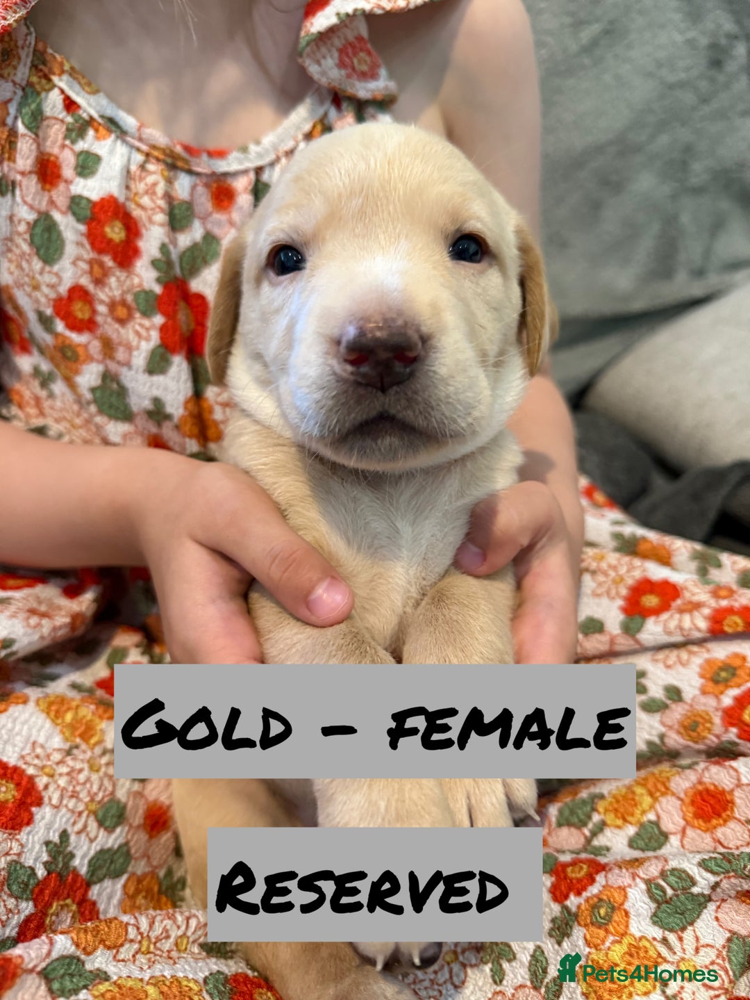 Labrador Retriever dogs for sale: KC Registered Black and Yellow Labrador puppies - Image 8