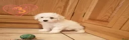 Bichon Frise dogs for sale: Bichon Frise Bichons - Advert 7