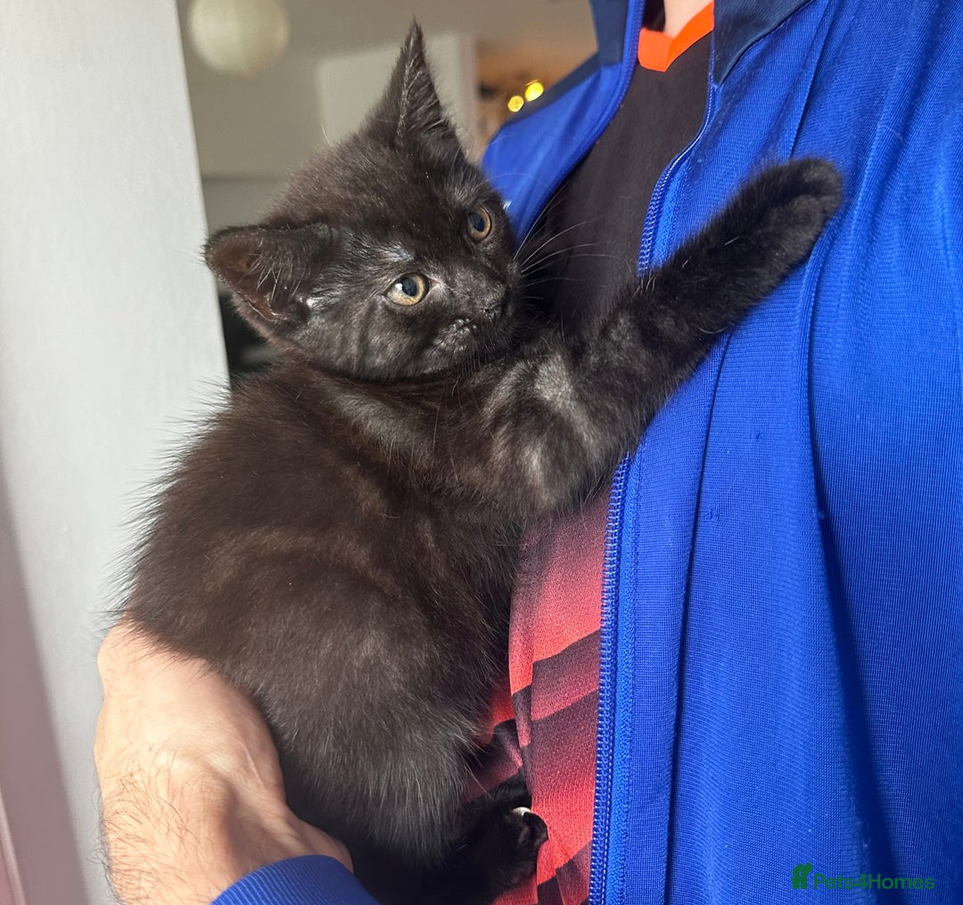 Egyptian Mau cats for sale: TICA SILK SMOKE PANTHER ED. EGYPTIAN MAU X BENGAL - Image 3