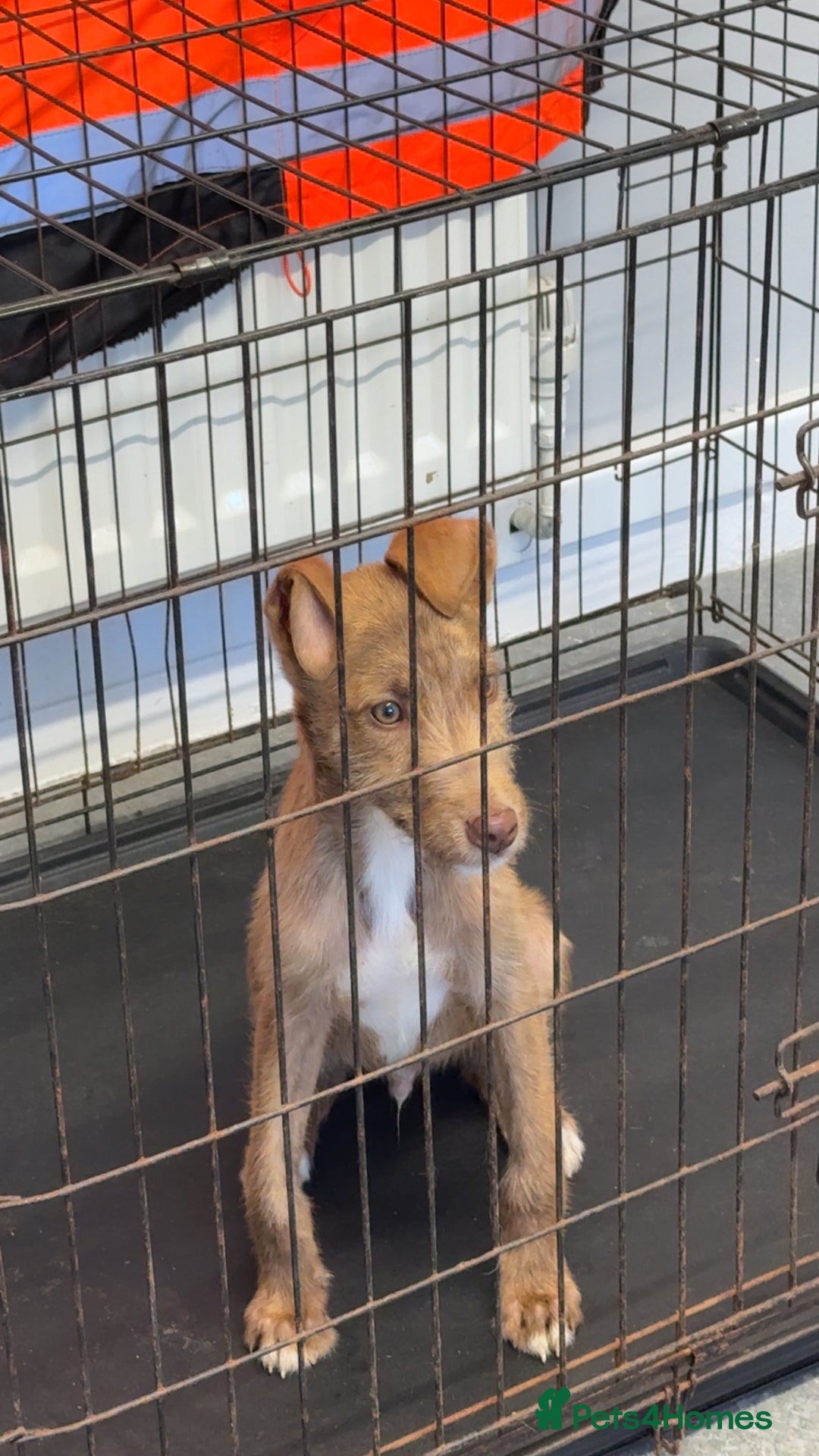 Lurcher dogs for sale: Wheaton bull grey dog pup  - Image 2