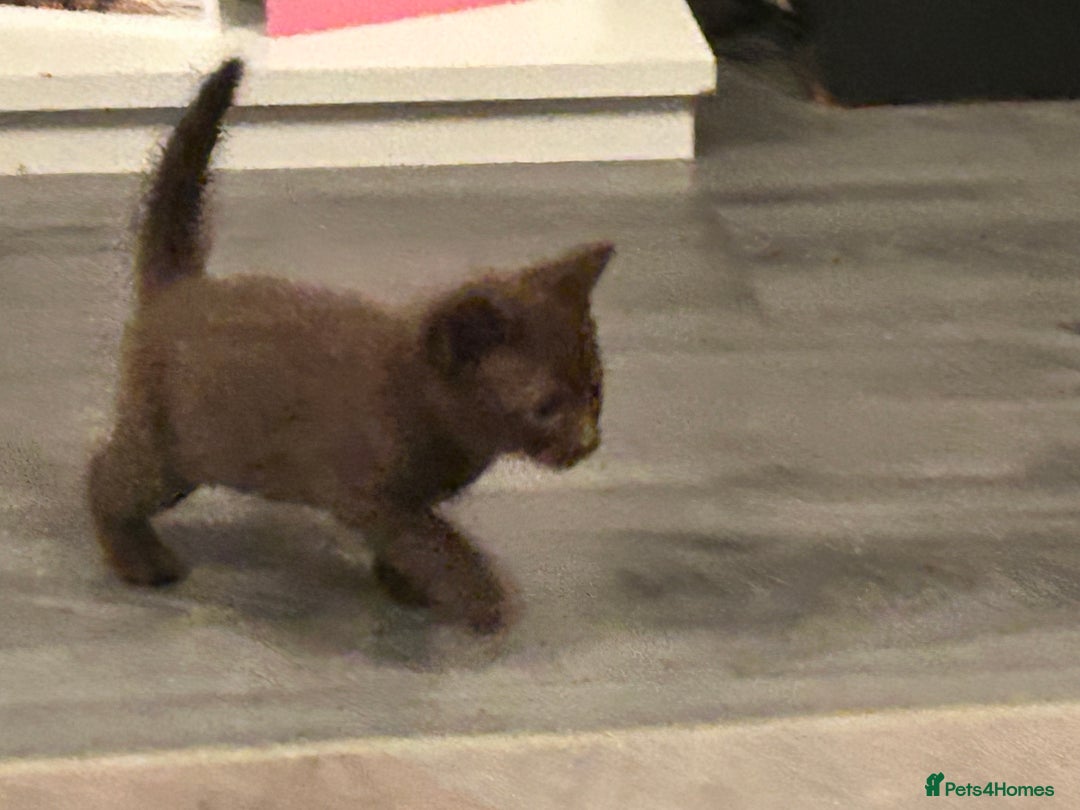 British Shorthair cats for sale: Three gorgeous boys looking for forever homes - Image 7