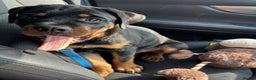 Rottweiler dogs for sale: 9 beautiful Rottweiler puppies for sale  - Advert 15