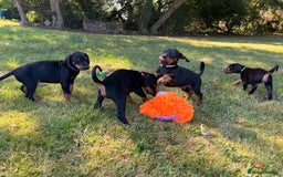 Dobermann dogs for sale: Ready now, Outstanding KC Reg Dobermann puppies - Image 3