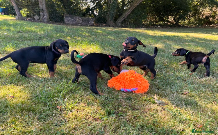 Dobermann dogs - Advert 1