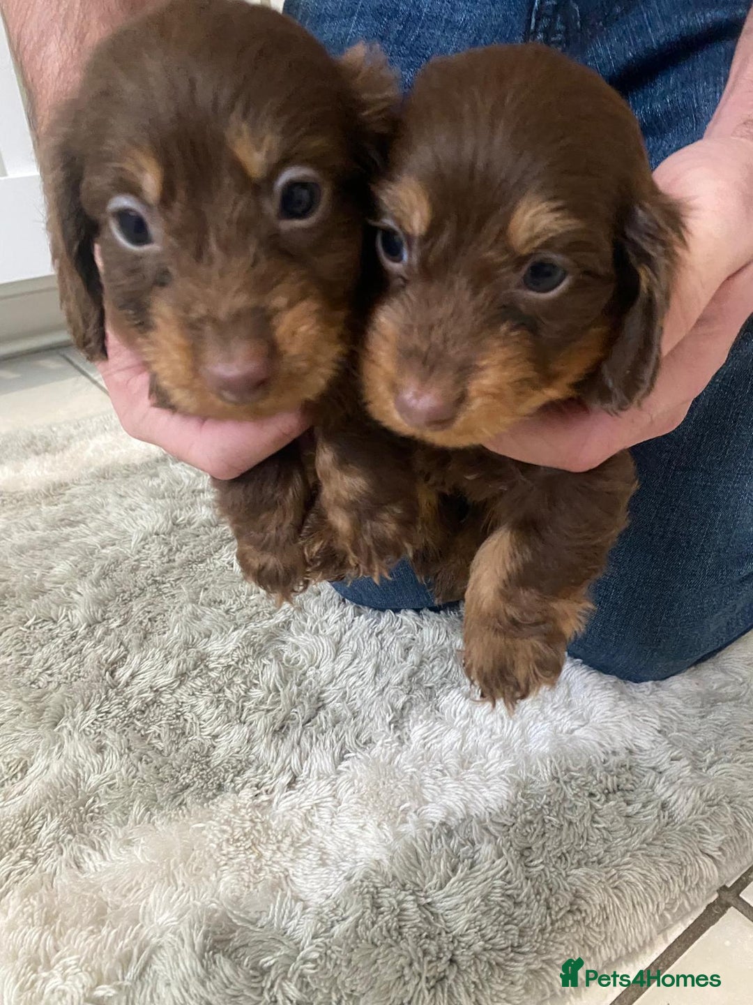 Miniature Dachshund dogs for sale: Beautiful Teckle puppies (Wire Hair Dachshunds) - Advert 9