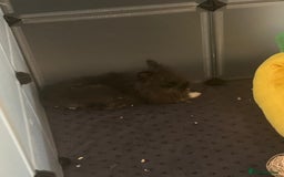 Lionhead rabbits for sale: Double mained lionhead black and white boy  - Image 3
