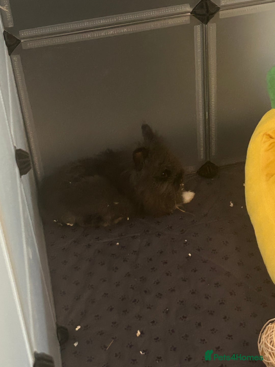 Lionhead rabbits for sale: Double mained lionhead black and white boy  - Image 3