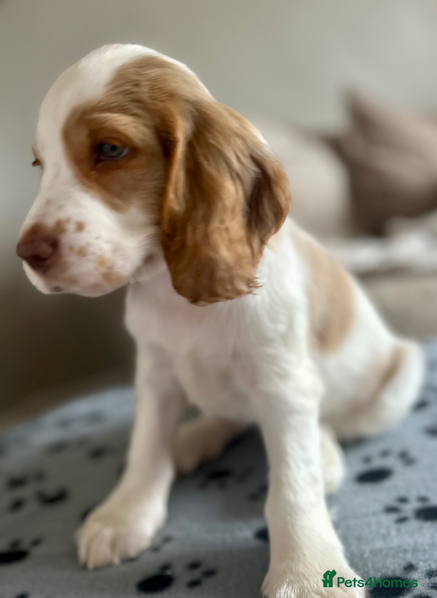Cocker Spaniel dogs Stunning Cocker Spaniels  - Advert 5