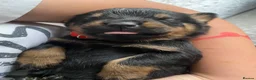 Rottweiler dogs for sale: Rottweiler puppy.  in Camborne - Advert 1