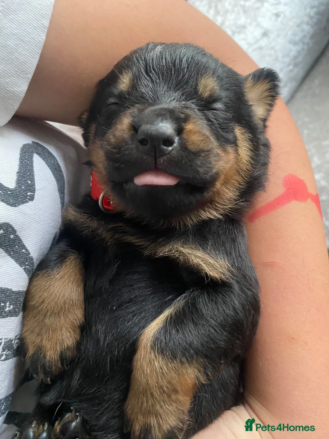 Rottweiler dogs for sale: Rottweiler puppy.  in Camborne - Advert 1