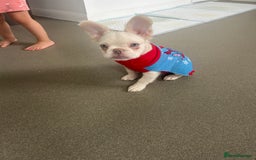 French Bulldog dogs for sale: Fluffy Frenchie  - Image 2