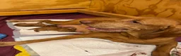 Hungarian Vizsla dogs for sale: Litter of stunning Vizslas - Advert 21