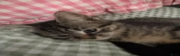 Bombay cats for sale: 2 sweet girls for sale - Advert 8