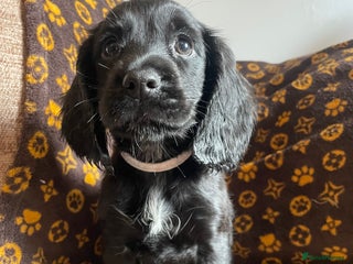 Cocker Spaniel dogs - Advert 33