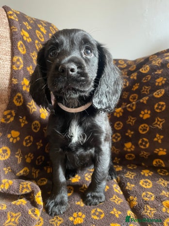Cocker Spaniel dogs - Advert 1