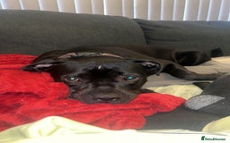 Mixed Breed dogs for sale: Loki  - Image 1