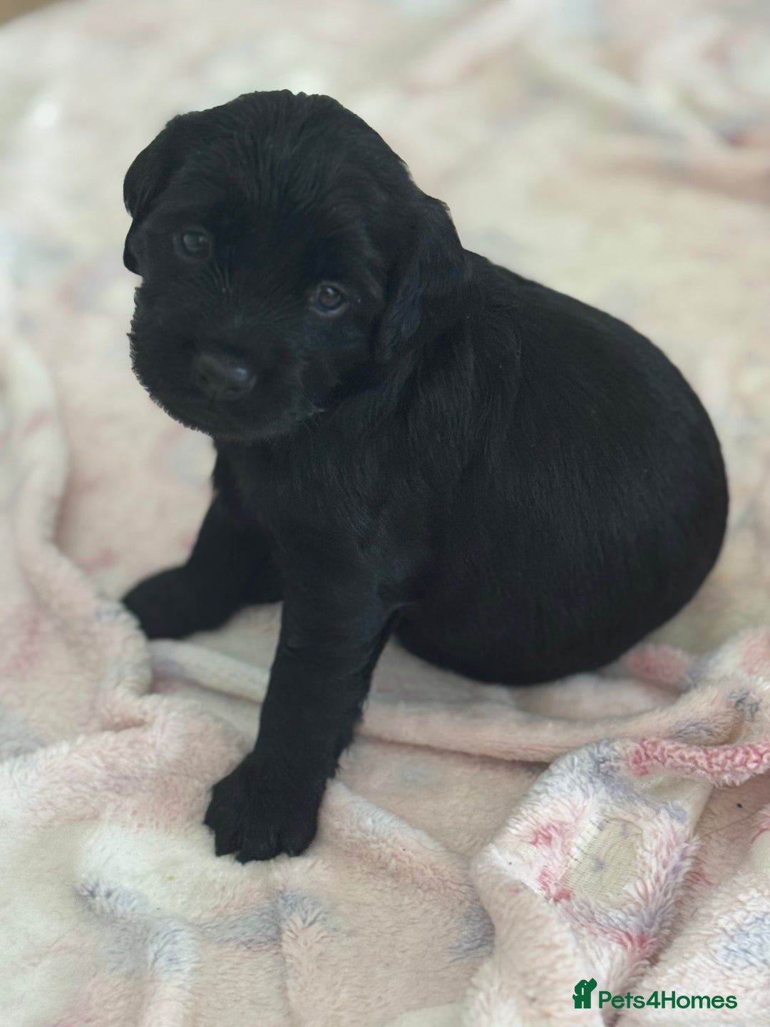 Mixed Breed dogs for sale: ⭐️ beautiful girl looking for her forever home ⭐️ - Image 1