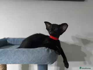 Oriental cats Little kittens looking for home, GCCF registered - Advert 9