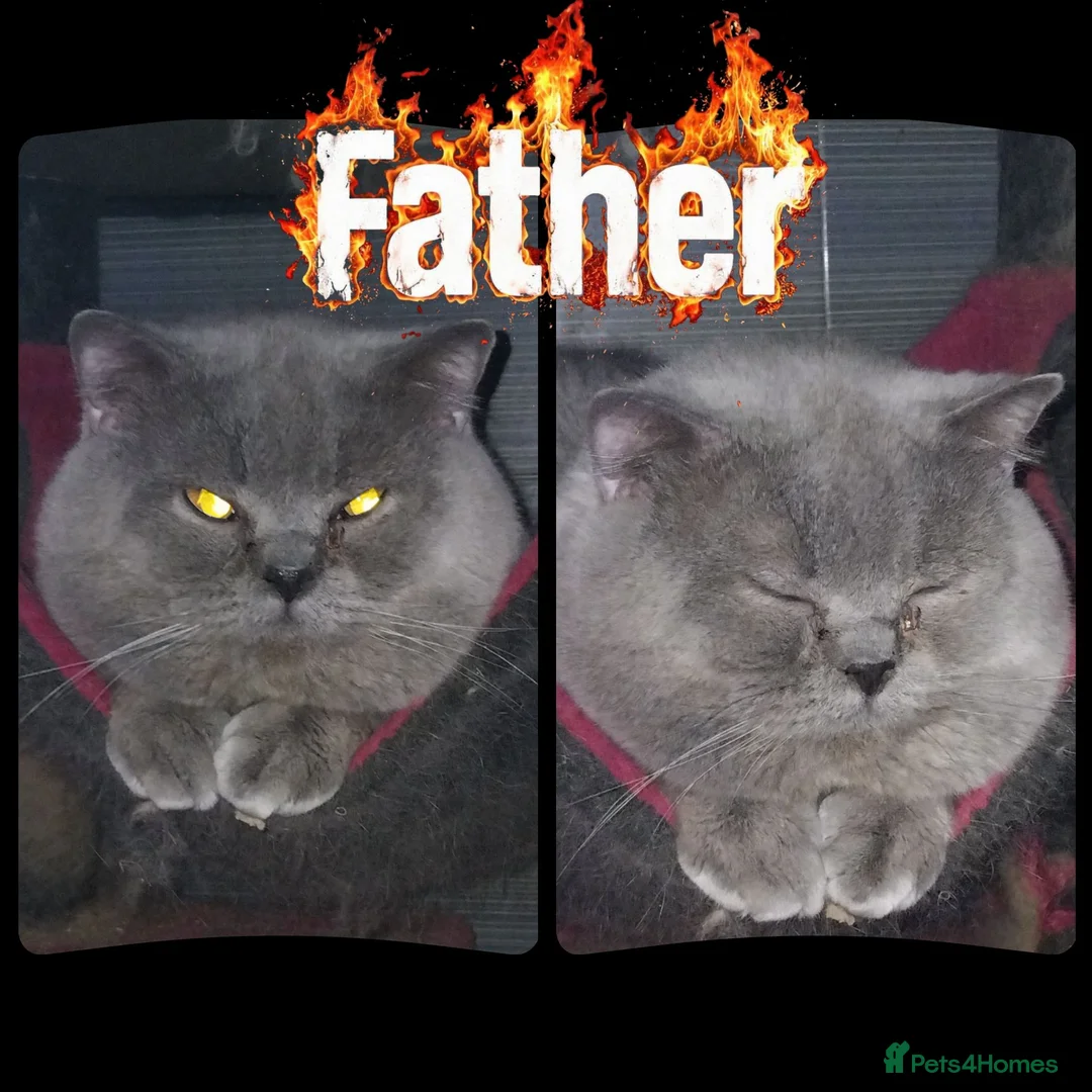 British Shorthair cats for sale: 🖤💜 British Shorthair Kittens 💜🖤 - Advert 9