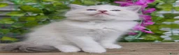 Ragdoll cats for sale: 💓please read🩵🏆European Champion lines 💫Tica - Advert 15