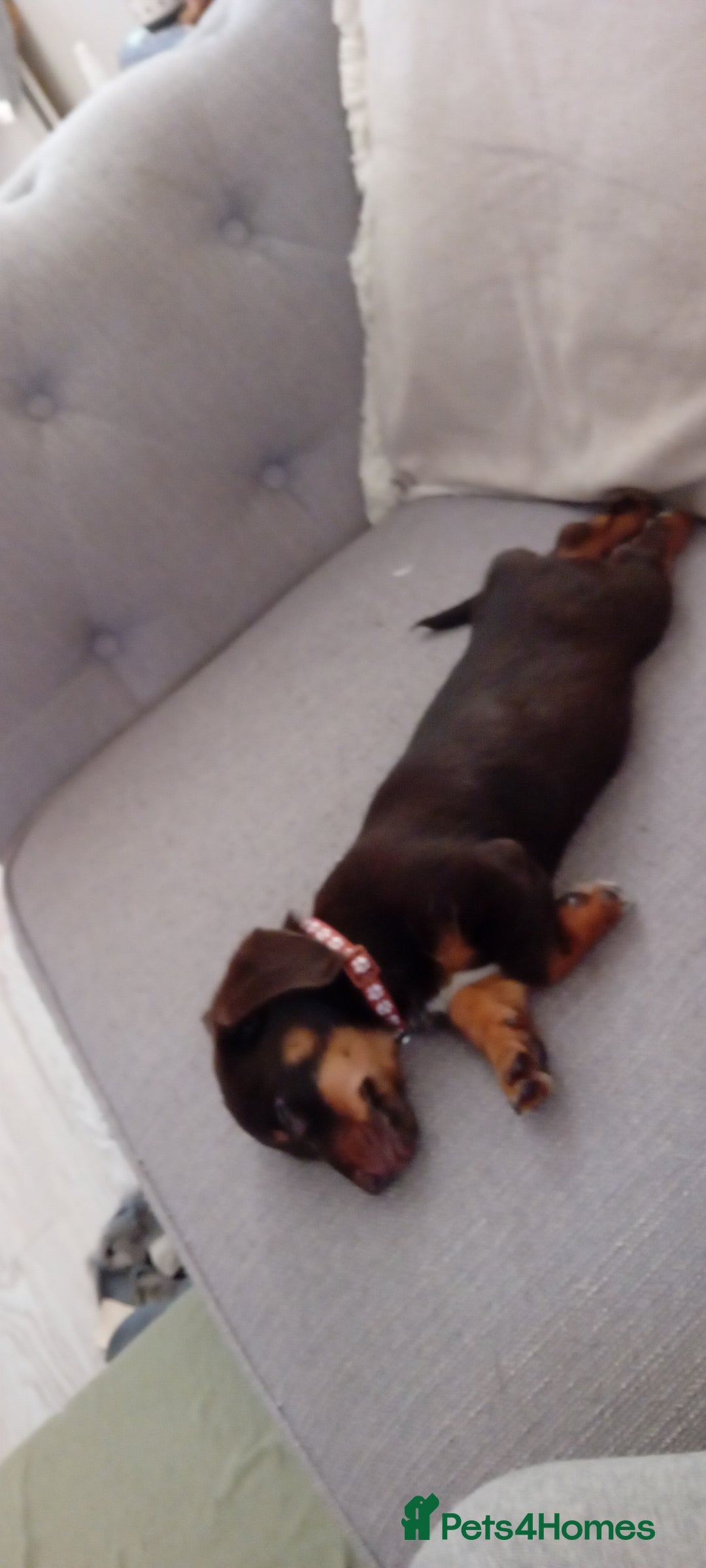 Mixed Breed dogs for sale: Dachaund x jack Russel 6 months old  - Advert 4