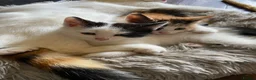 Mixed Breed cats for sale: Beautiful calico female  in Farnham - Advert 8
