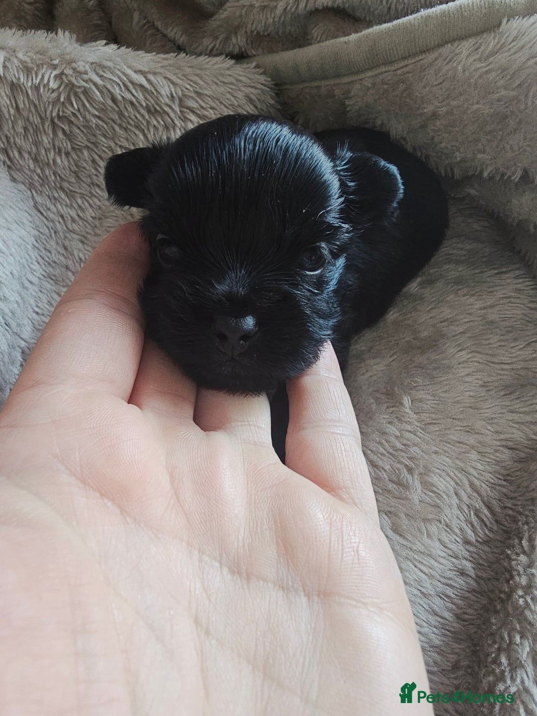 Yorkshire Terrier dogs for sale: Mini Yorkshire terrier Biewer Chocolate /black  - Image 2