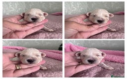 Maltipoo dogs for sale: 🐾 Maltipoo Puppies  Raised with Love DNA Clear 🐾 - Image 8