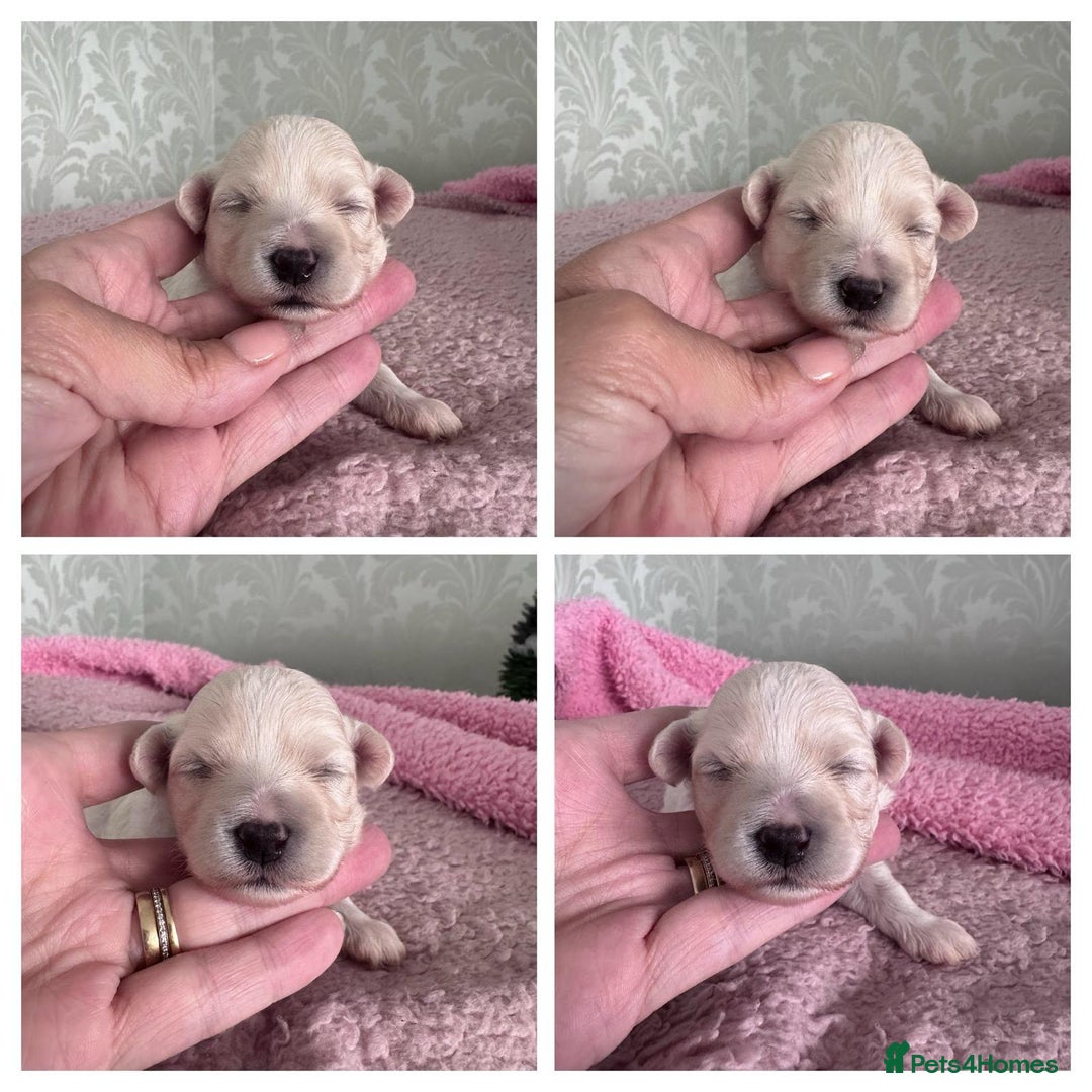 Maltipoo dogs for sale: 🐾 Maltipoo Puppies  Raised with Love DNA Clear 🐾 - Image 8