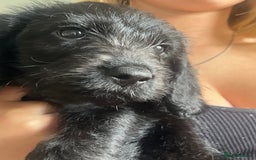 Mixed Breed dogs for sale: 2 males pups looking for a loving home  - Image 1