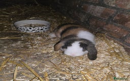 Mini Lop rabbits for sale: last 2 left now 60 eatch  lovely mini lops x6 in Uxbridge - Image 1