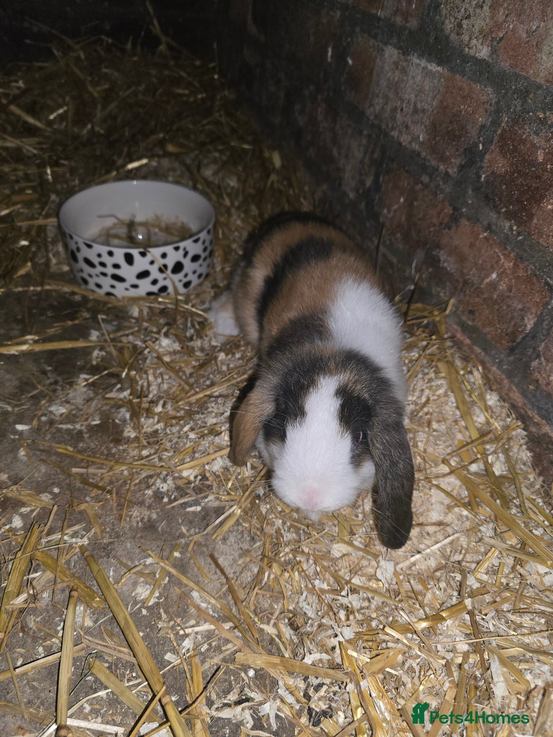 Mini Lop rabbits for sale: last 2 left now 60 eatch  lovely mini lops x6 in Uxbridge - Image 1