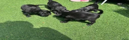 Doxiepoo dogs for sale: 4 beautiful Dacshund cross poodle  - Advert 5