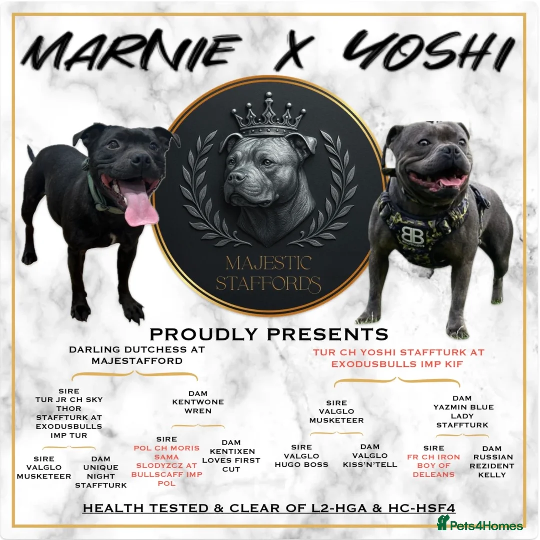 Staffordshire Bull Terrier dogs for sale: 🏅🏆 GRAND CHAMPION YOSHI X DARLING DUTCHESS STAFF - Advert 1
