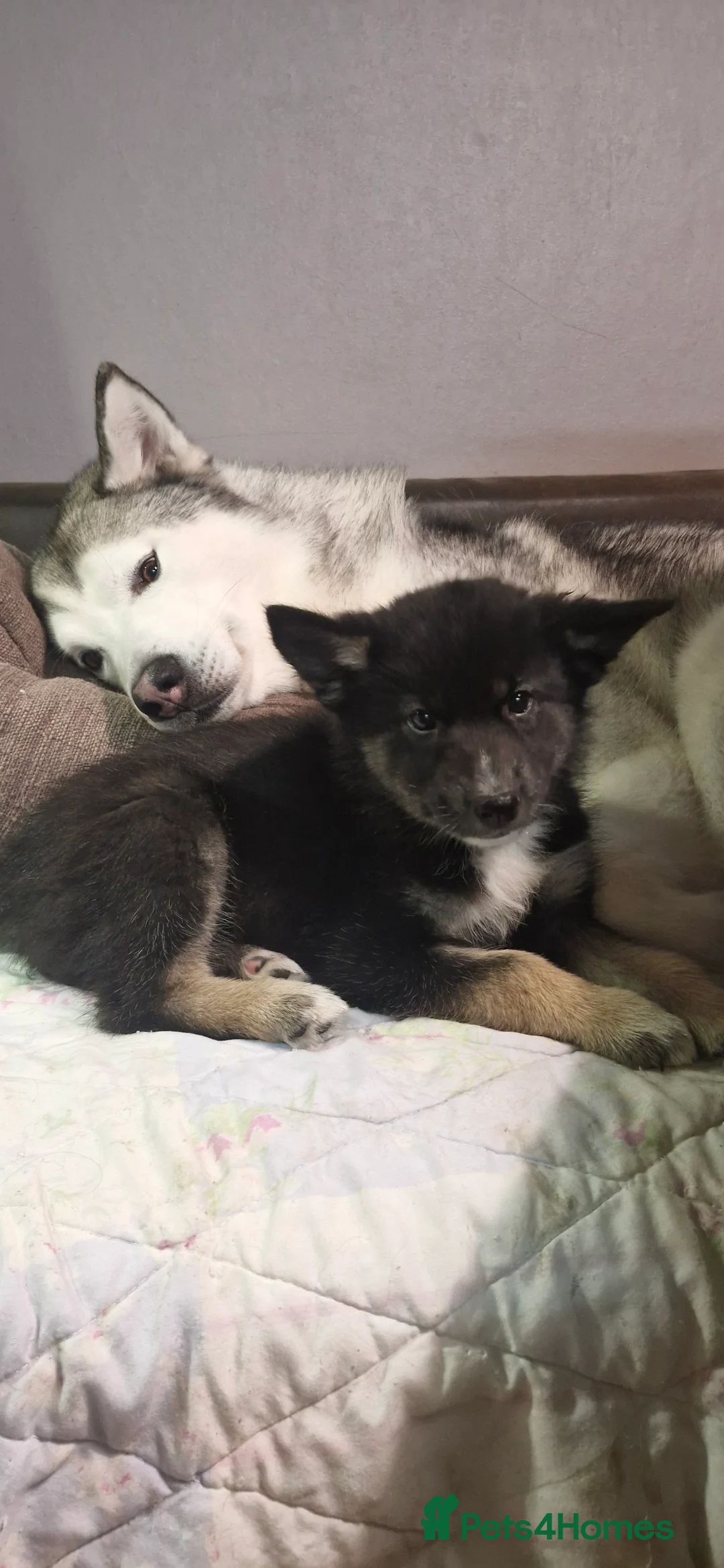 Mixed Breed dogs for sale: German sheperd Malamute  - Advert 2