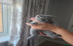 British Shorthair cats for sale: BRITISH SHORTHAIR KITTENS  - Image 9