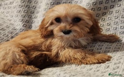 Cavapoo dogs for sale: Toy Cavapoo Puppies Looking for Forever Homes!! - Image 19