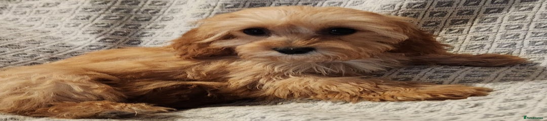 Cavapoo Puppy 6