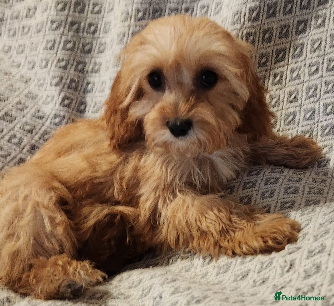 Cavapoo dogs for sale: Toy Cavapoo Puppies Looking for Forever Homes!! - Image 19