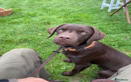 Labrador Retriever dogs for sale: Stunning 8 Month Old Chocolate Labrador For Sale - Image 1
