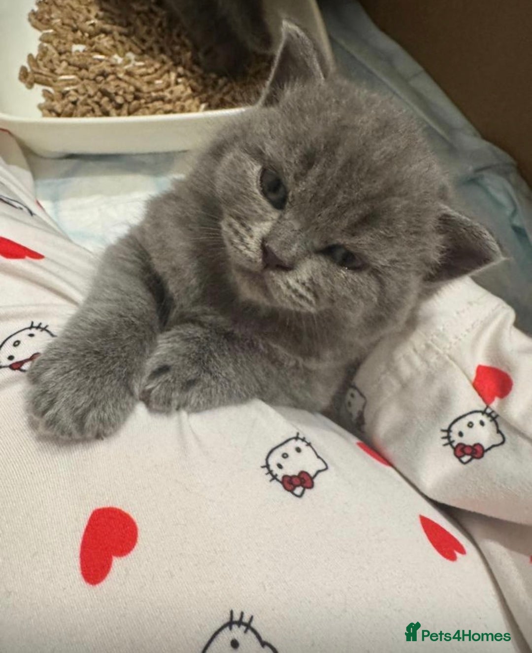 British Shorthair cats for sale: Gorgeous British Shorthairs - Advert 10