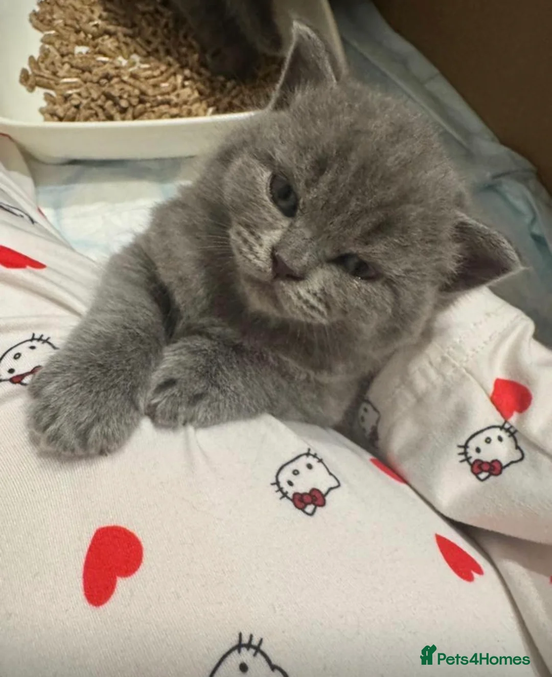 British Shorthair cats for sale: Gorgeous British Shorthairs - Advert 10