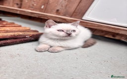 British Shorthair cats for sale: British shorthair GGCF Blue colourpoint kittens  - Image 17
