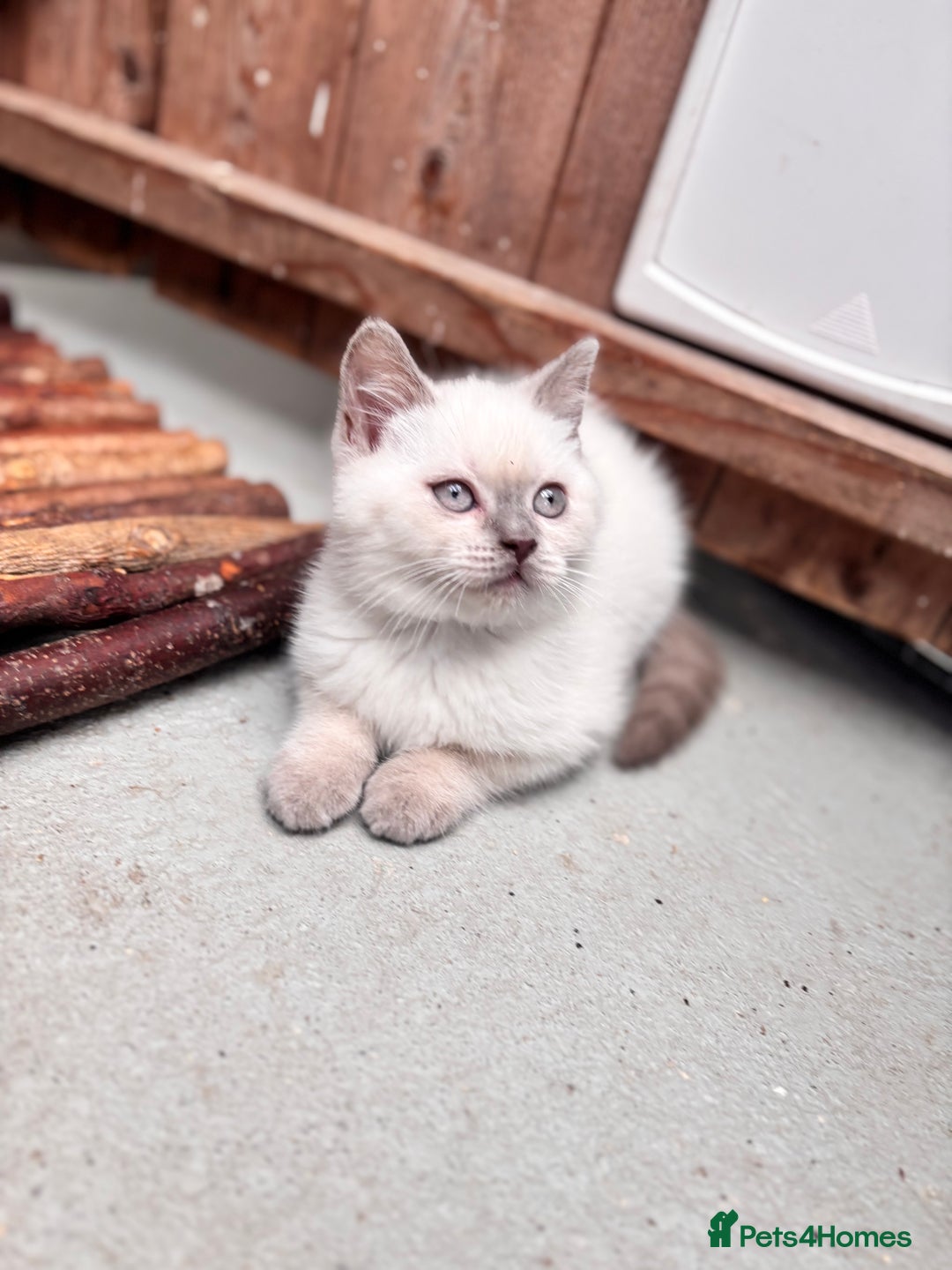 British Shorthair cats for sale: British shorthair GGCF Blue colourpoint kittens  - Image 17