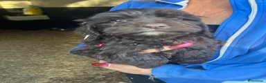 Cockapoo 2