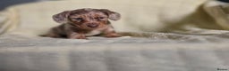 Miniature Dachshund dogs for sale: Miniature long hair dachshund  - Advert 1